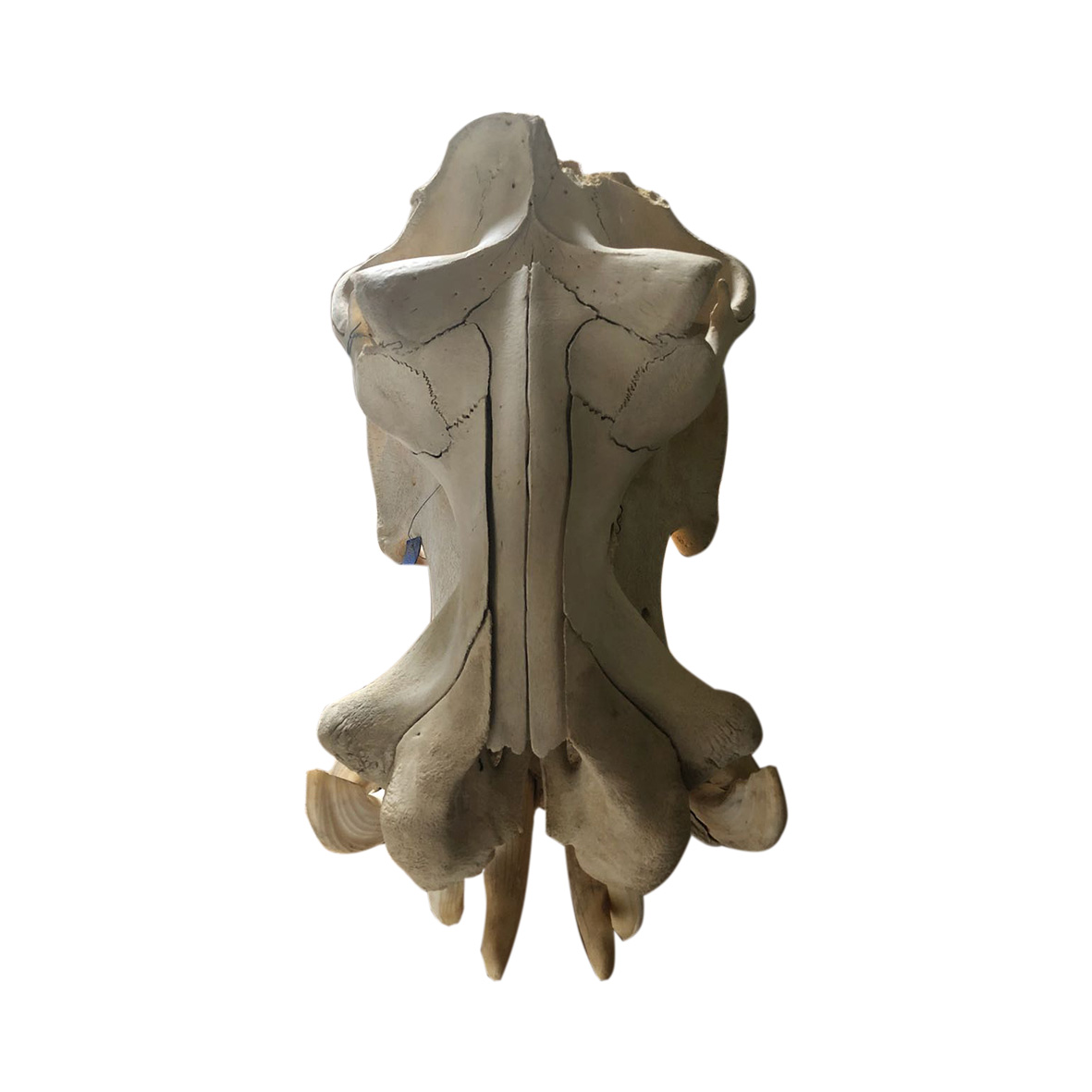 HIPPO SKULL 02HS - Image 2