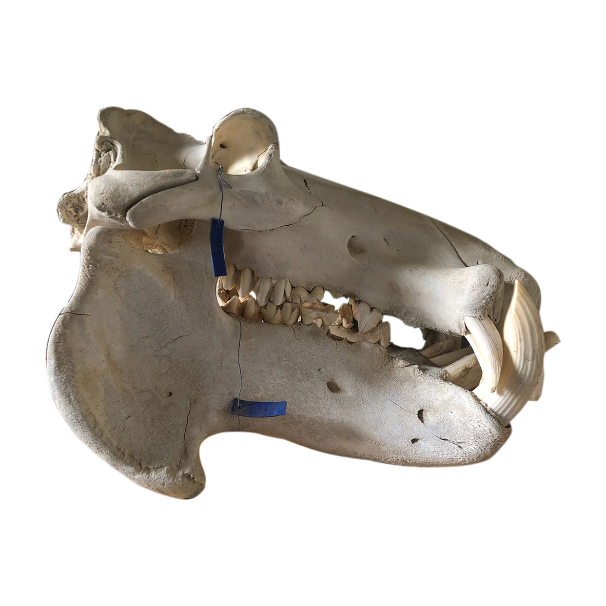 HIPPO SKULL 02HS - Image 3