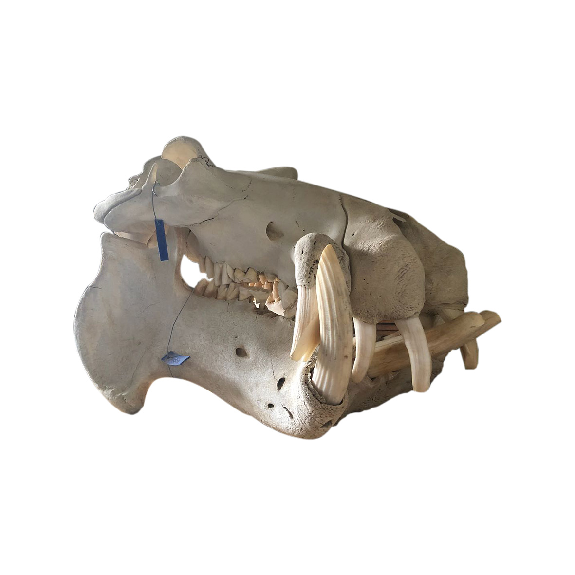 HIPPO SKULL 02HS - Image 4