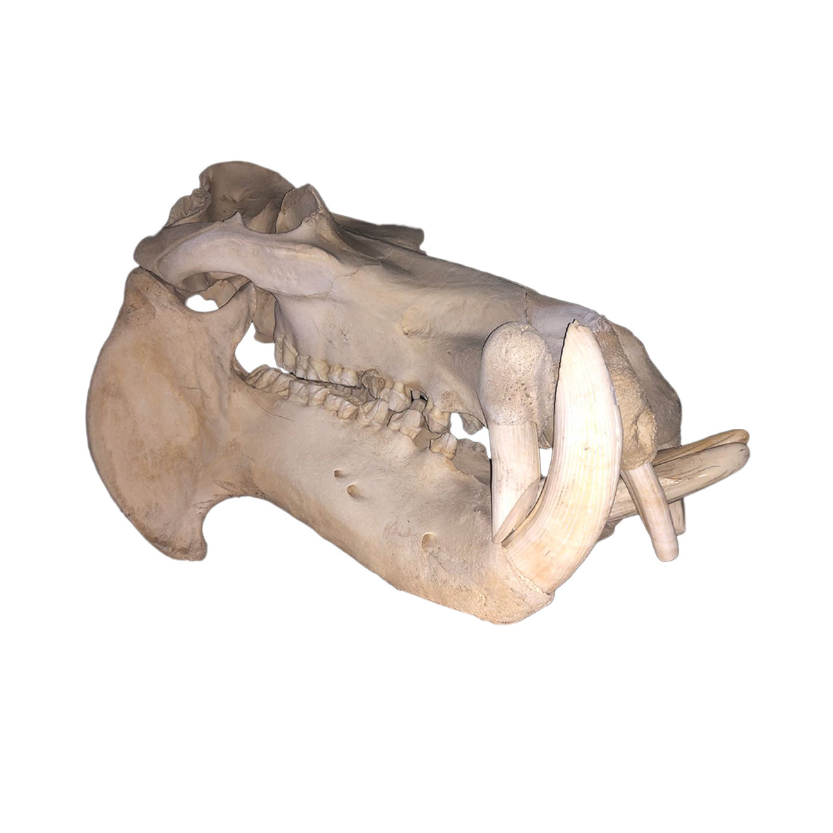 HIPPO SKULL 03HS - Image 2