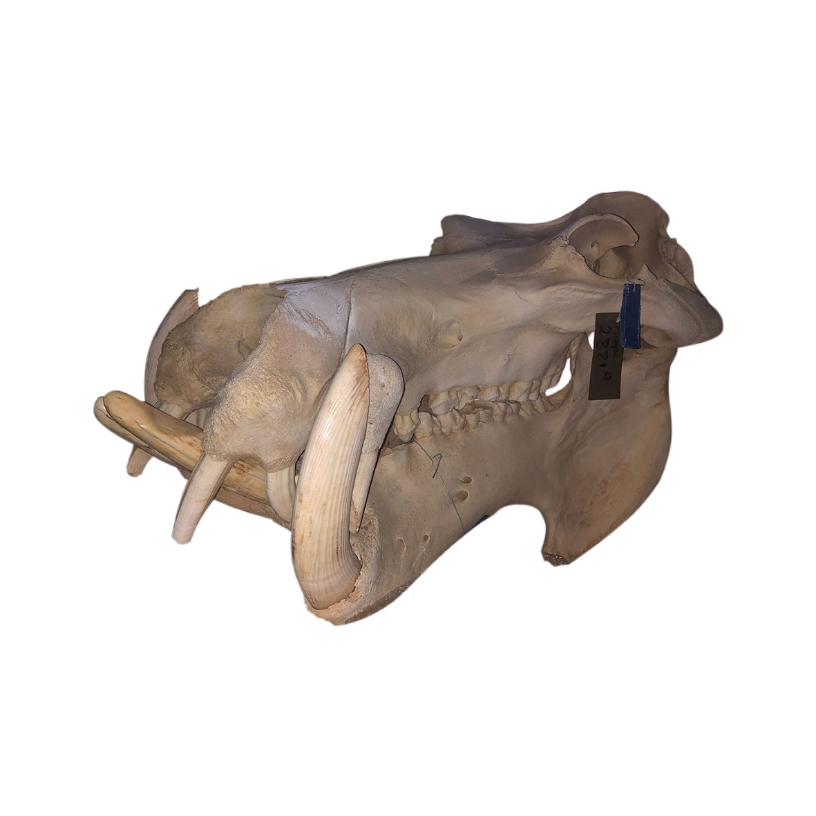HIPPO SKULL 03HS - Image 3