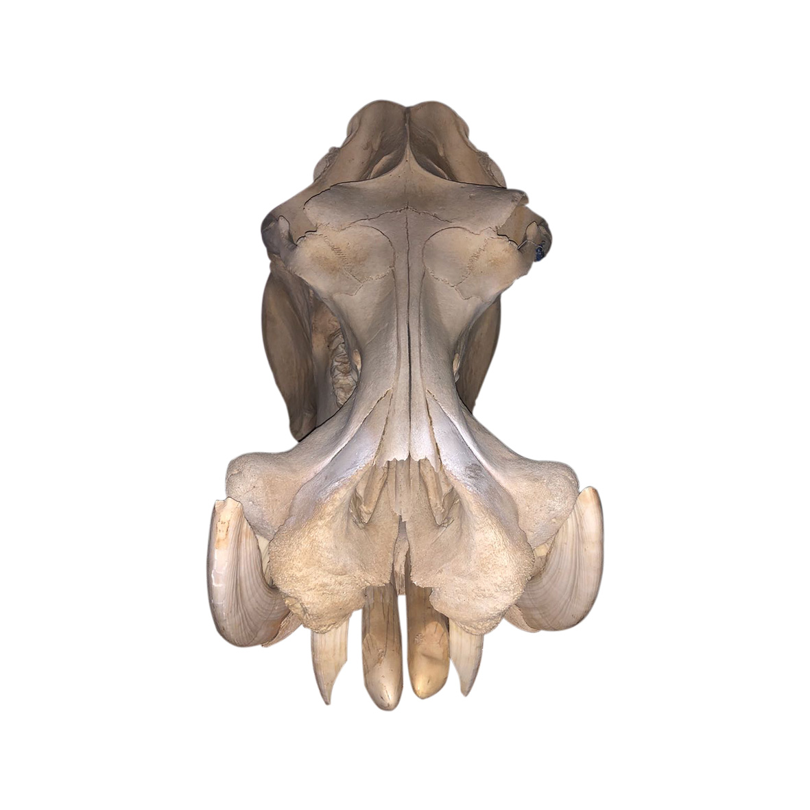 HIPPO SKULL 03HS - Image 4
