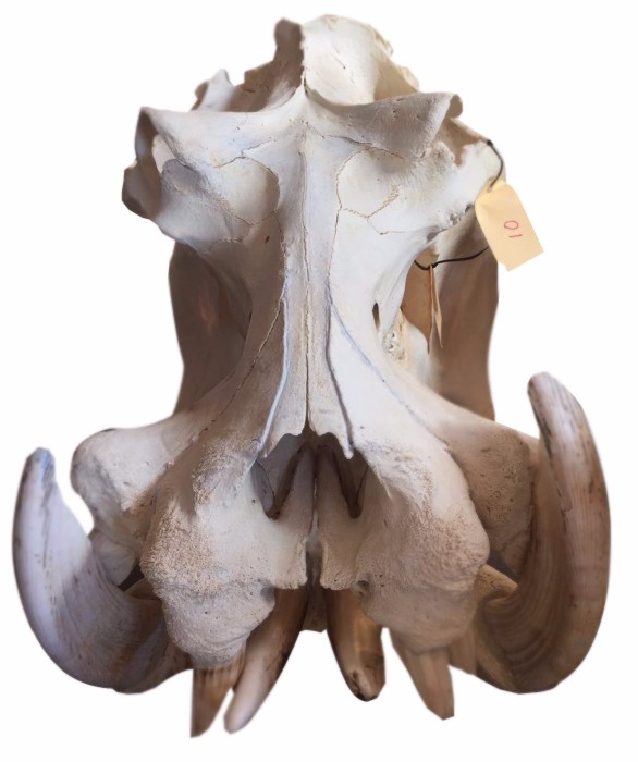 Hippo Skull - 10 - Image 2