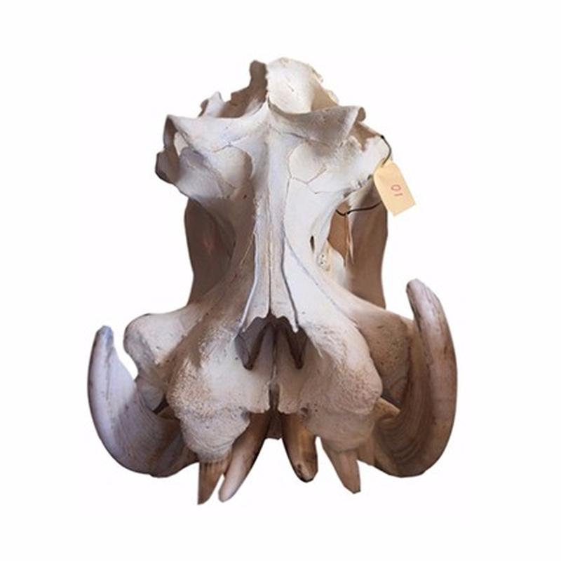 Hippo Skull - 10