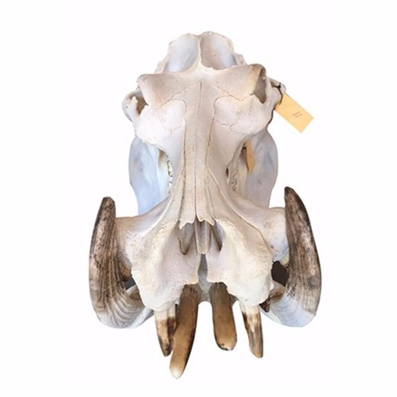 Hippo Skull - 11