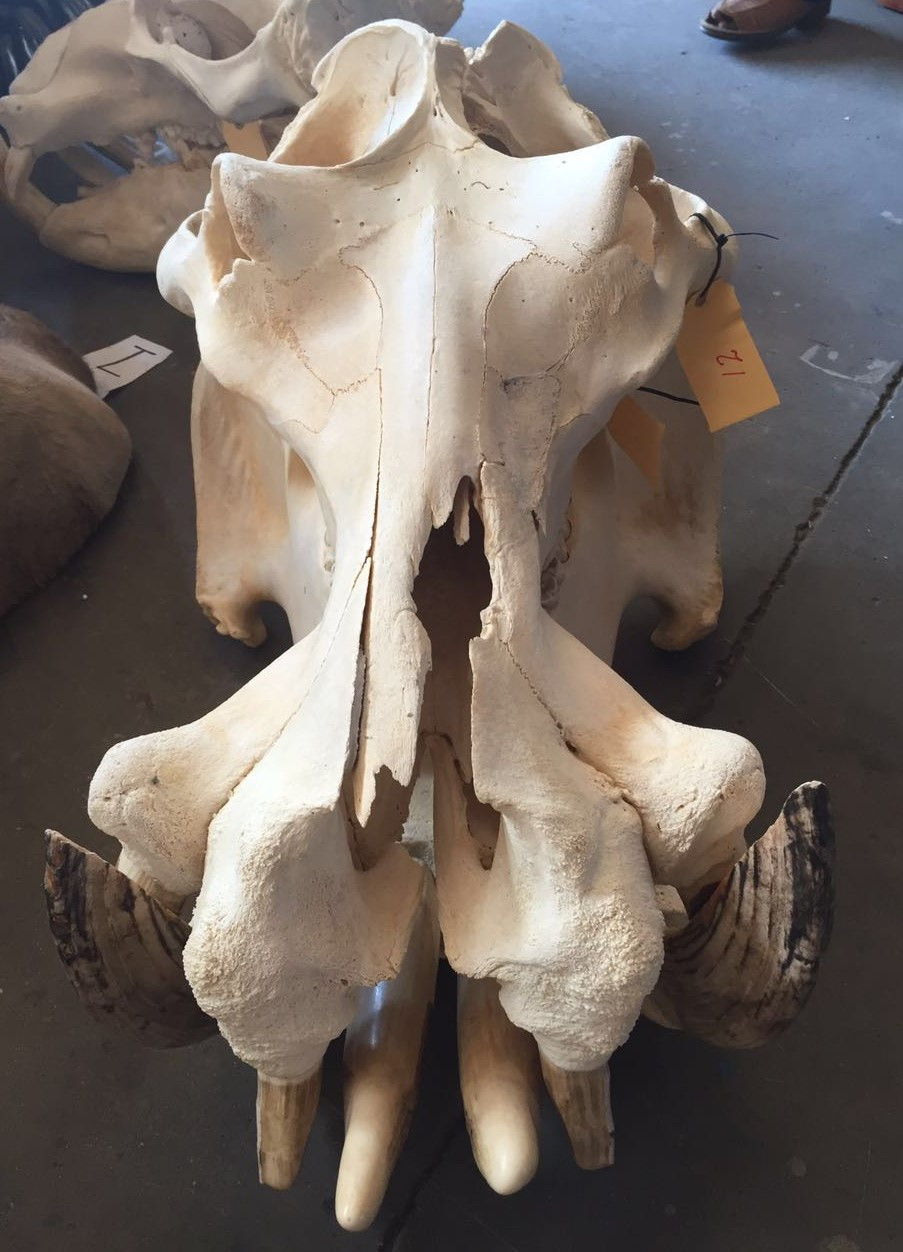 Hippo Skull - 12 - Image 2