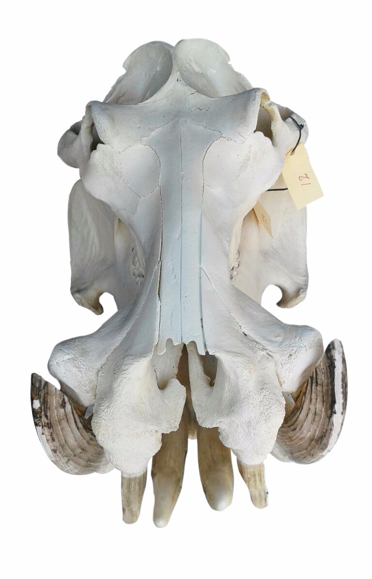 Hippo Skull - 12 - Image 3