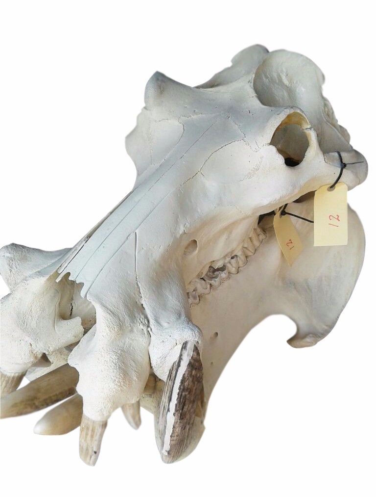 Hippo Skull - 12 - Image 4