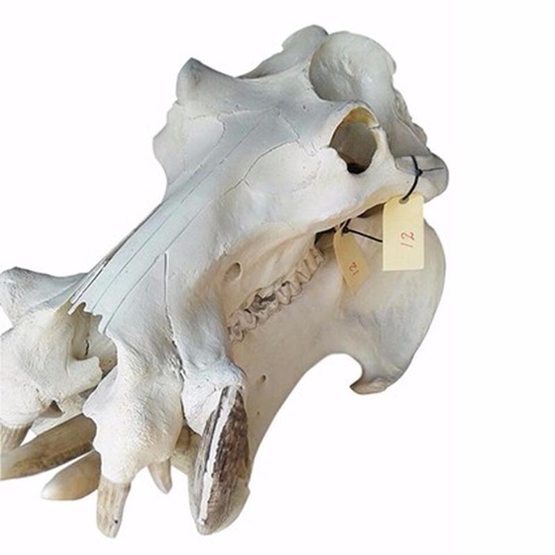 Hippo Skull - 12