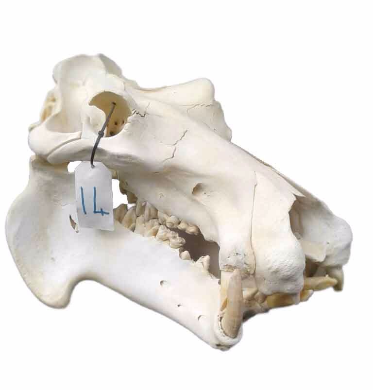 Hippo Skull 14C - Image 2