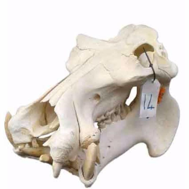 Hippo Skull 14C