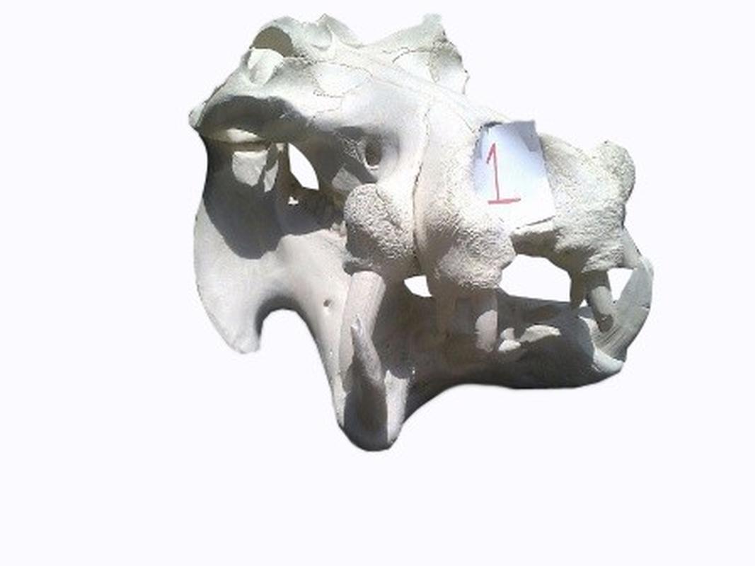 Hippo Skull - 1B - Image 2