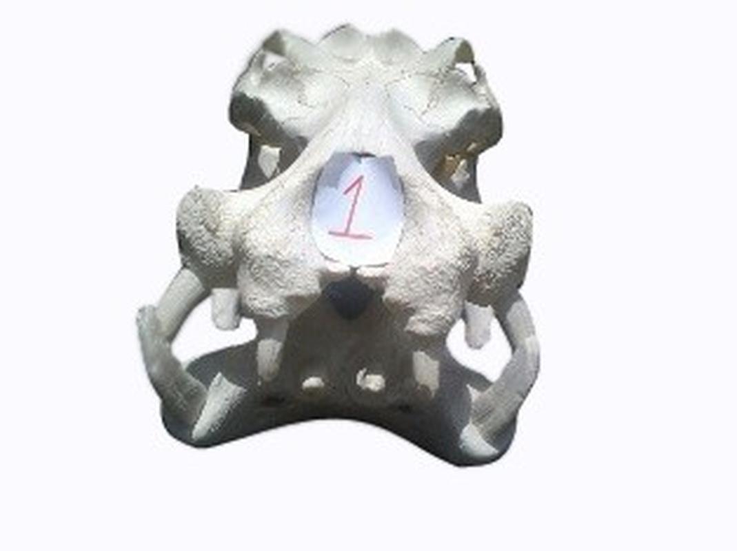 Hippo Skull - 1B - Image 3