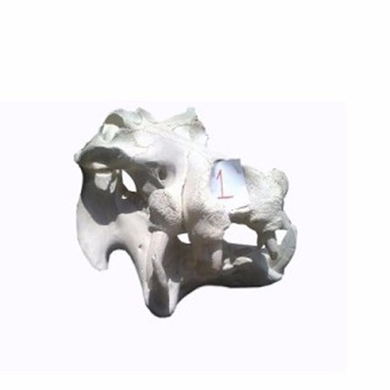 Hippo Skull - 1B