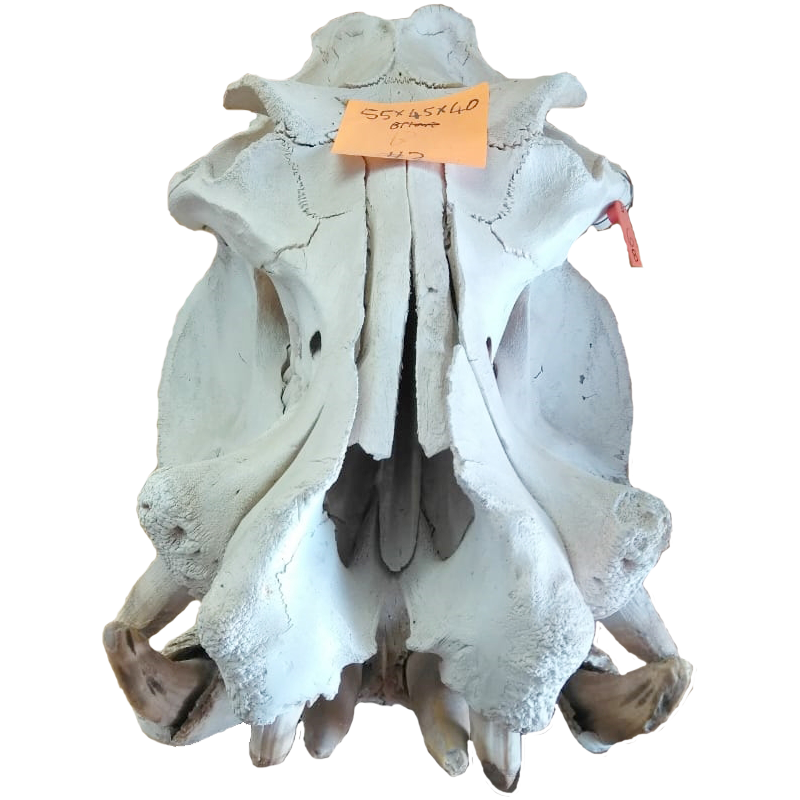 Hippo Skull - HS100 - Image 2