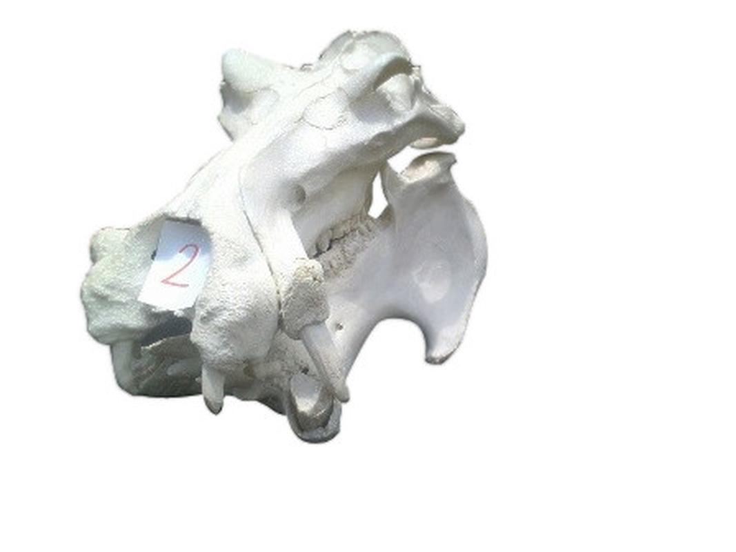 Hippo Skull - 2B - Image 2