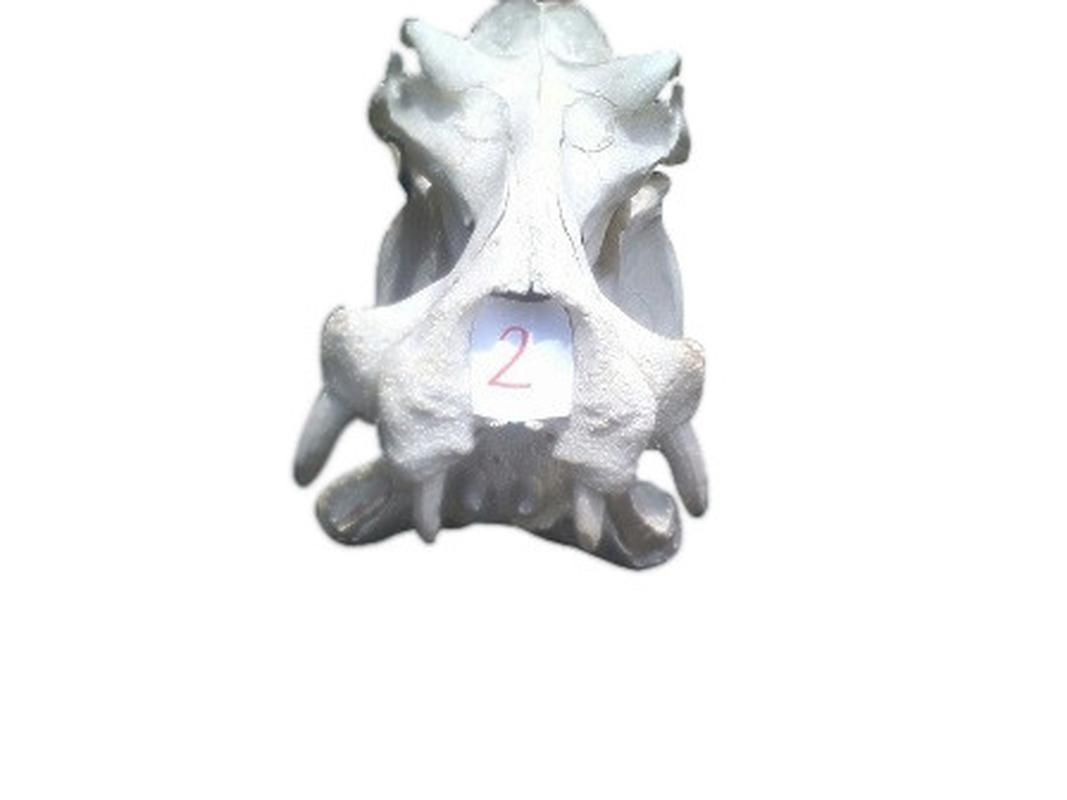 Hippo Skull - 2B - Image 3