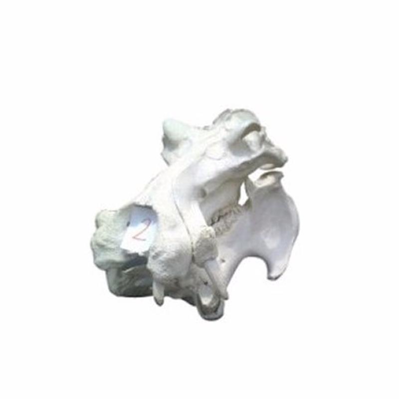 Hippo Skull - 2B