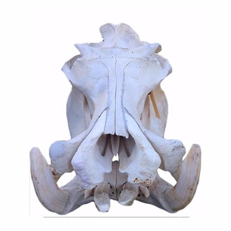 Hippo Skull - 3