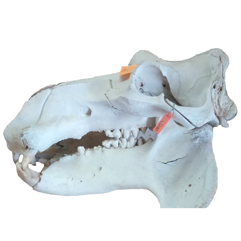 Hippo Skull - HS100 - Image 3