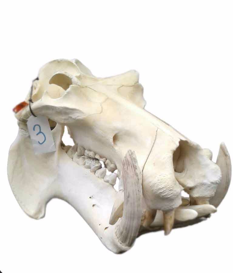 Hippo Skull 3C - Image 2
