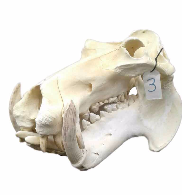 Hippo Skull 3C
