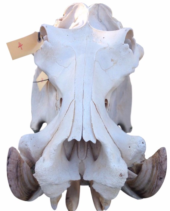 Hippo Skull - 4 - Image 2