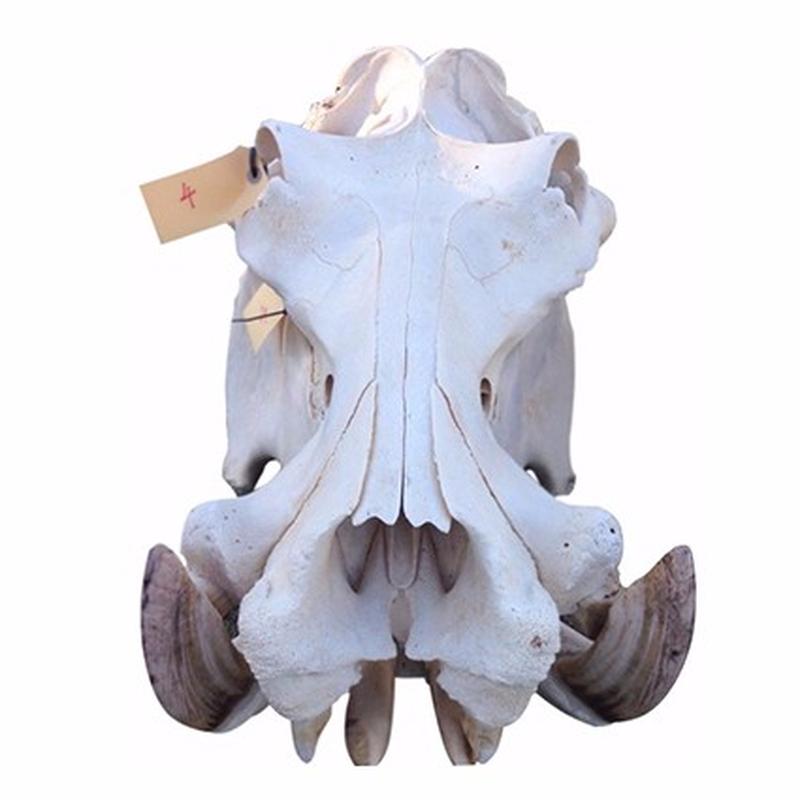 Hippo Skull - 4