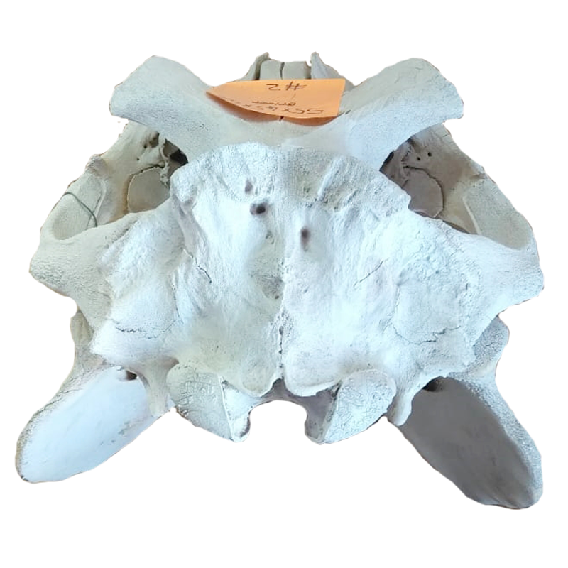 Hippo Skull - HS100 - Image 4