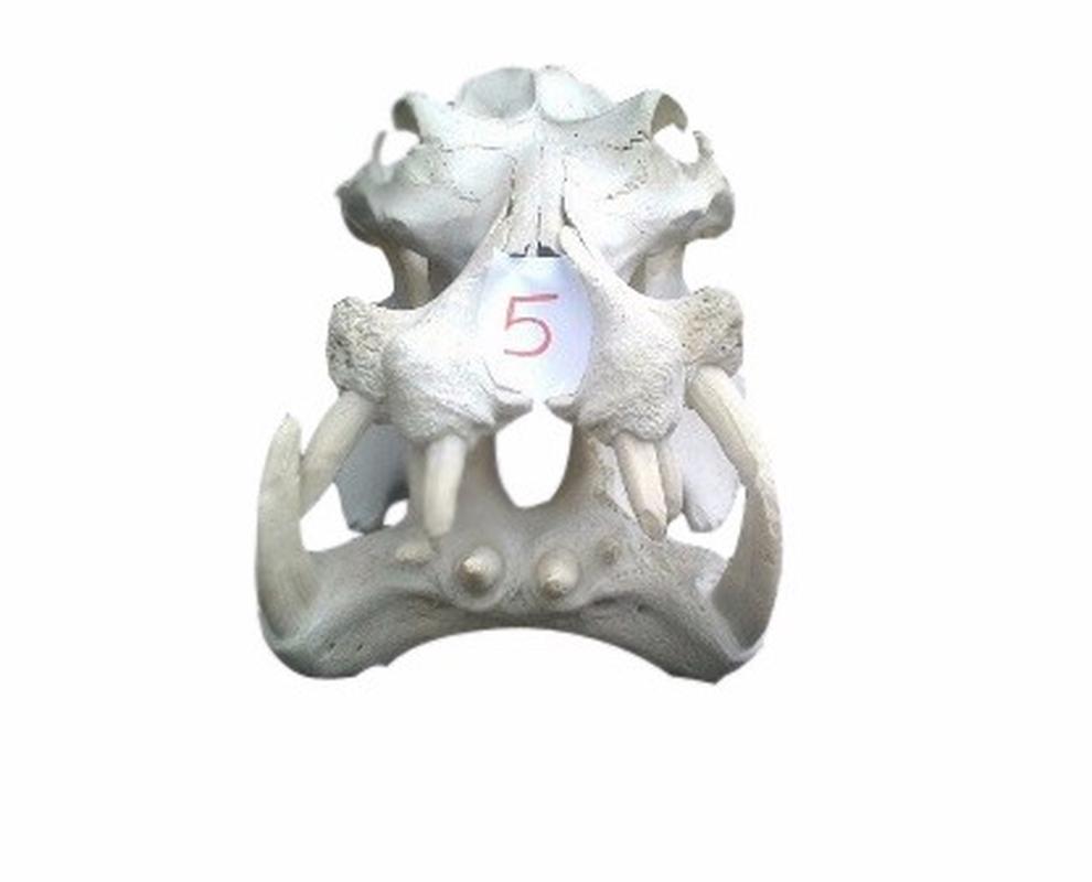 Hippo Skull - 5 - Image 2