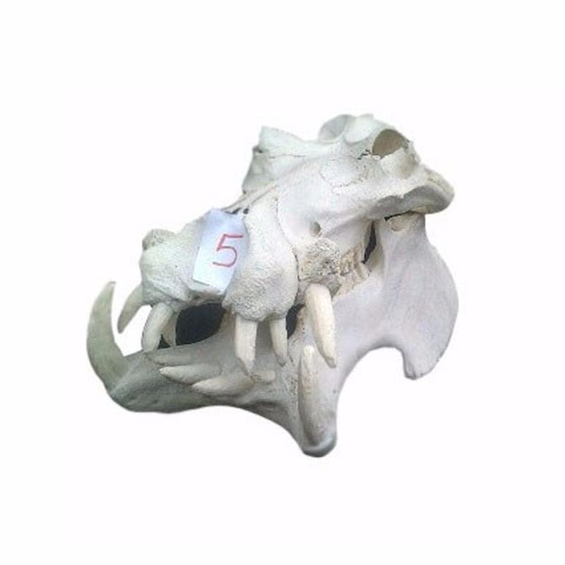 Hippo Skull - 5