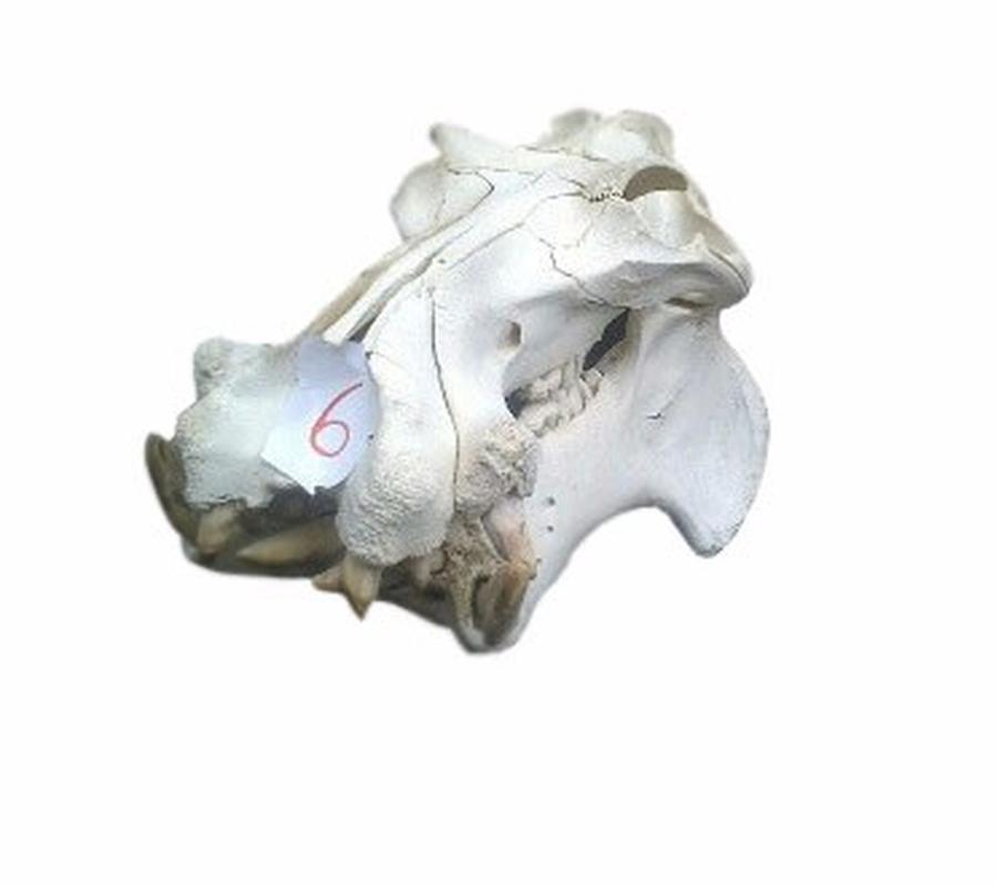 Hippo Skull - 6 - Image 2