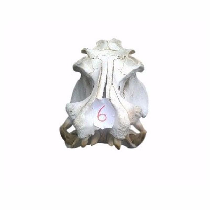 Hippo Skull - 6