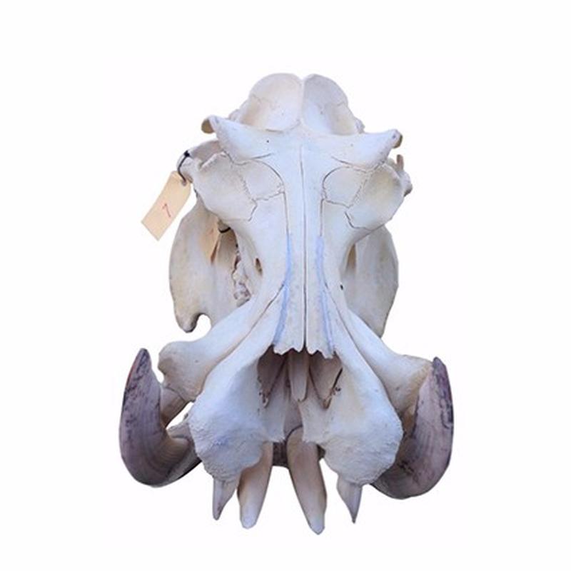 Hippo Skull - 7