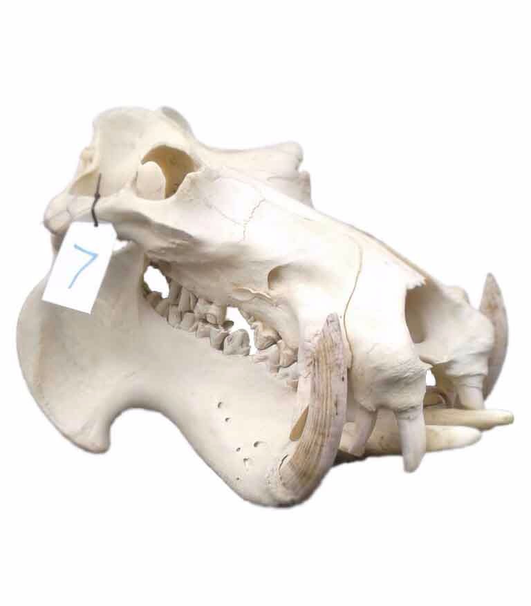 Hippo Skull 7C - Image 2