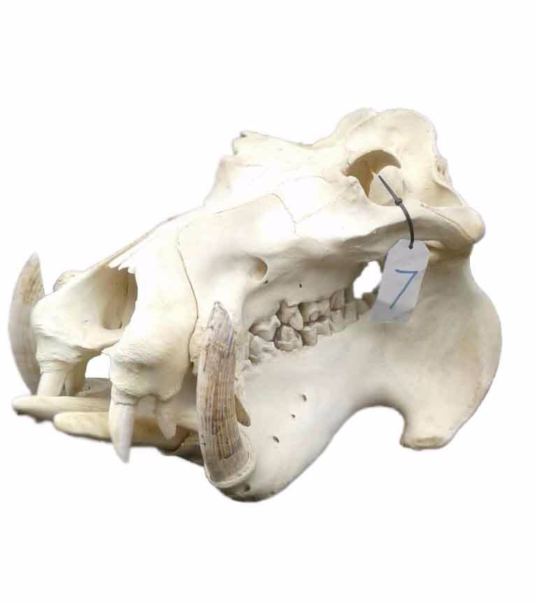 Hippo Skull 7C
