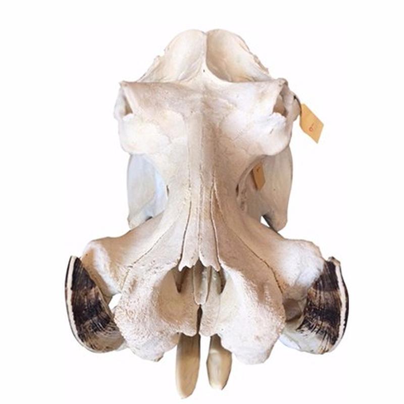 Hippo Skull - 9