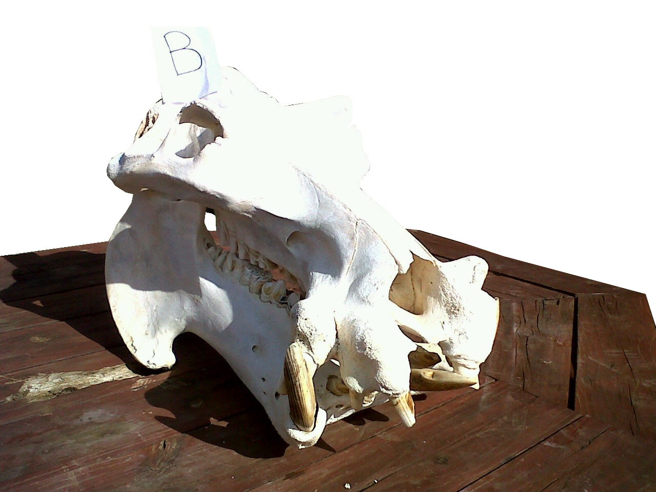 Hippo Skull A&B - Image 2