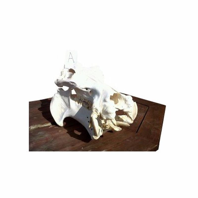 Hippo Skull A&B