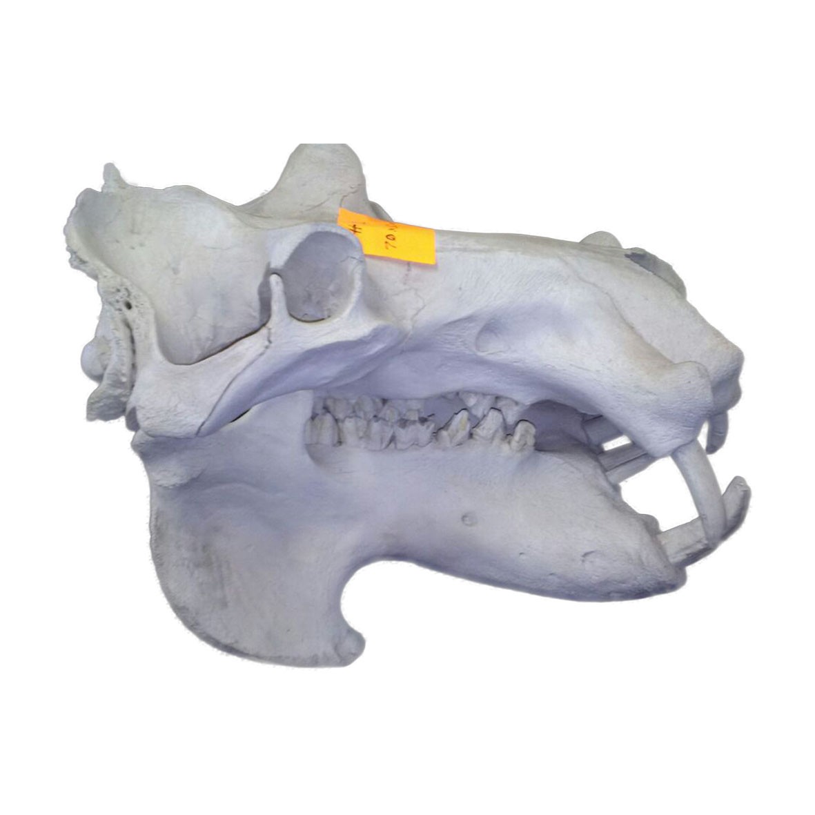 Hippo Skull HS001 - Image 2
