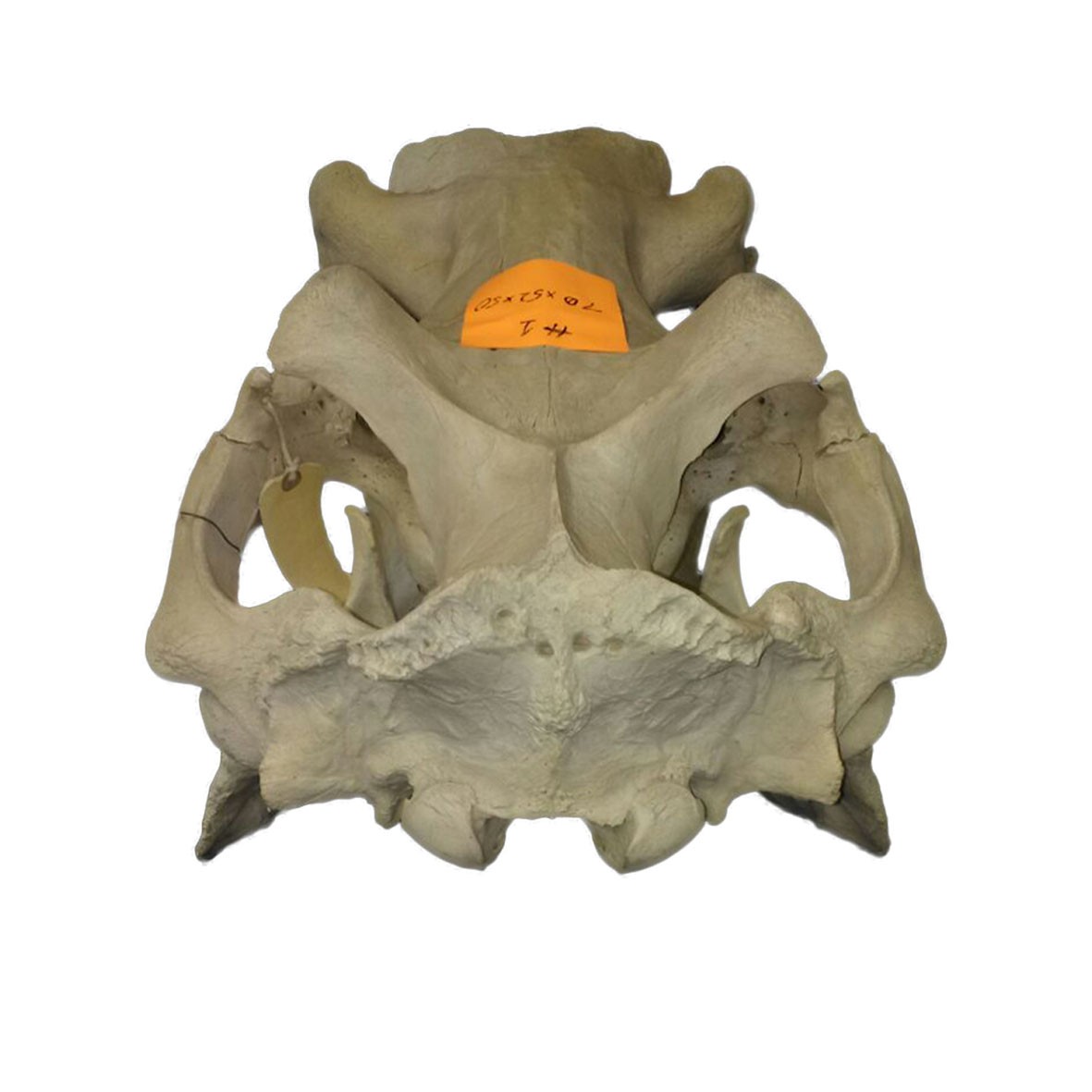 Hippo Skull HS001 - Image 3