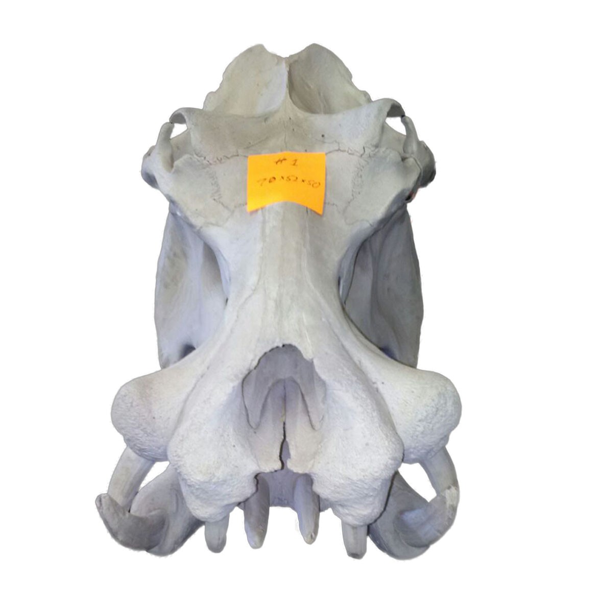 Hippo Skull HS001 - Image 4