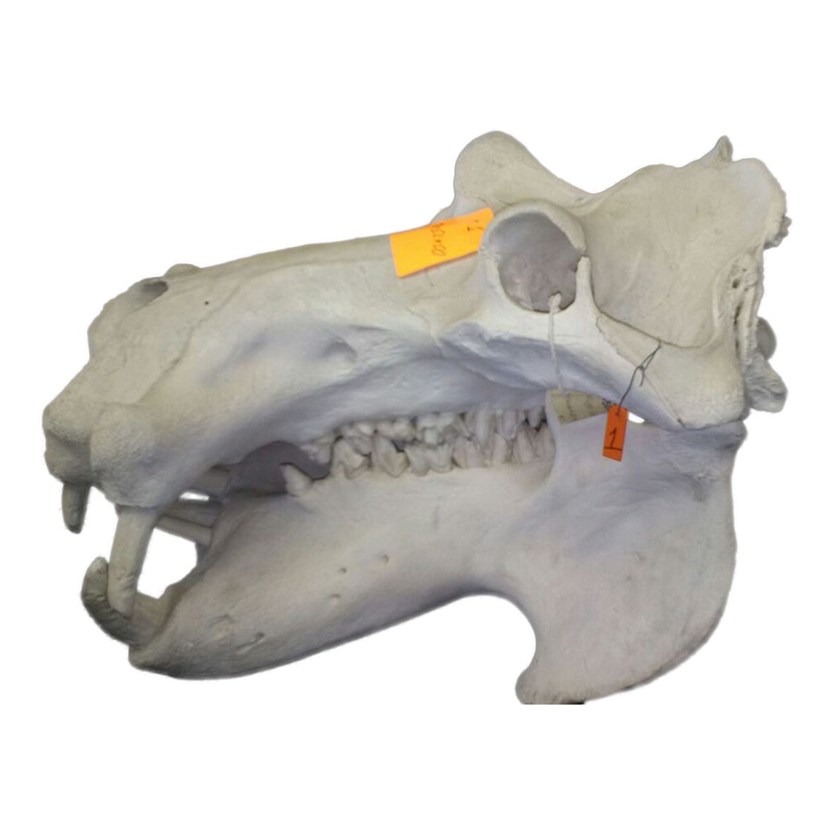 Hippo Skull HS001