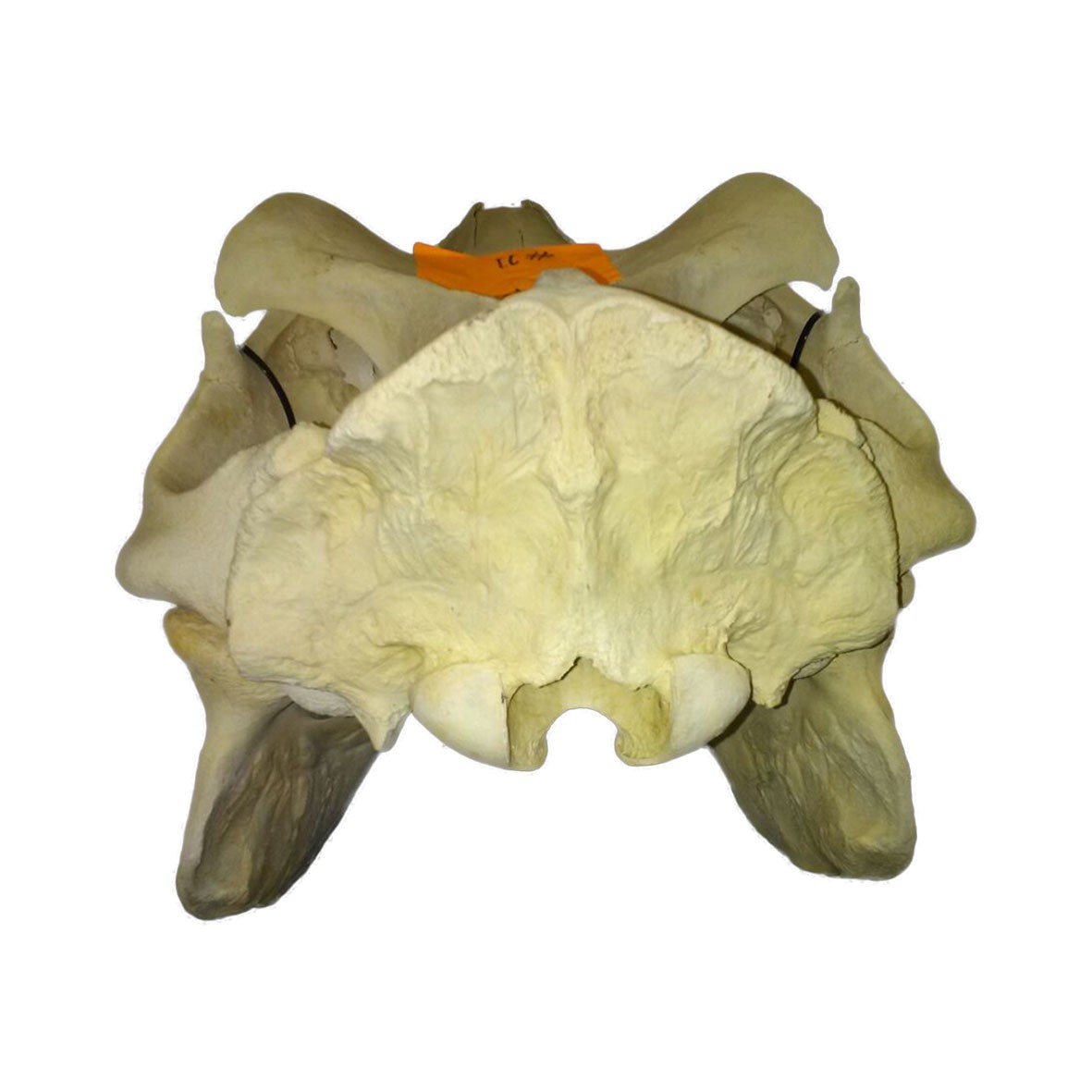Hippo Skull HS0011 - Image 2