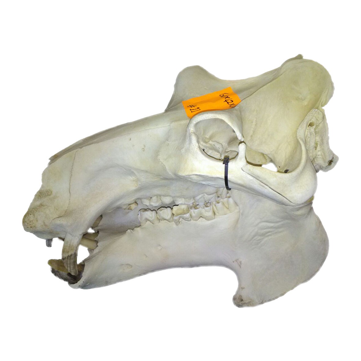 Hippo Skull HS0011 - Image 3