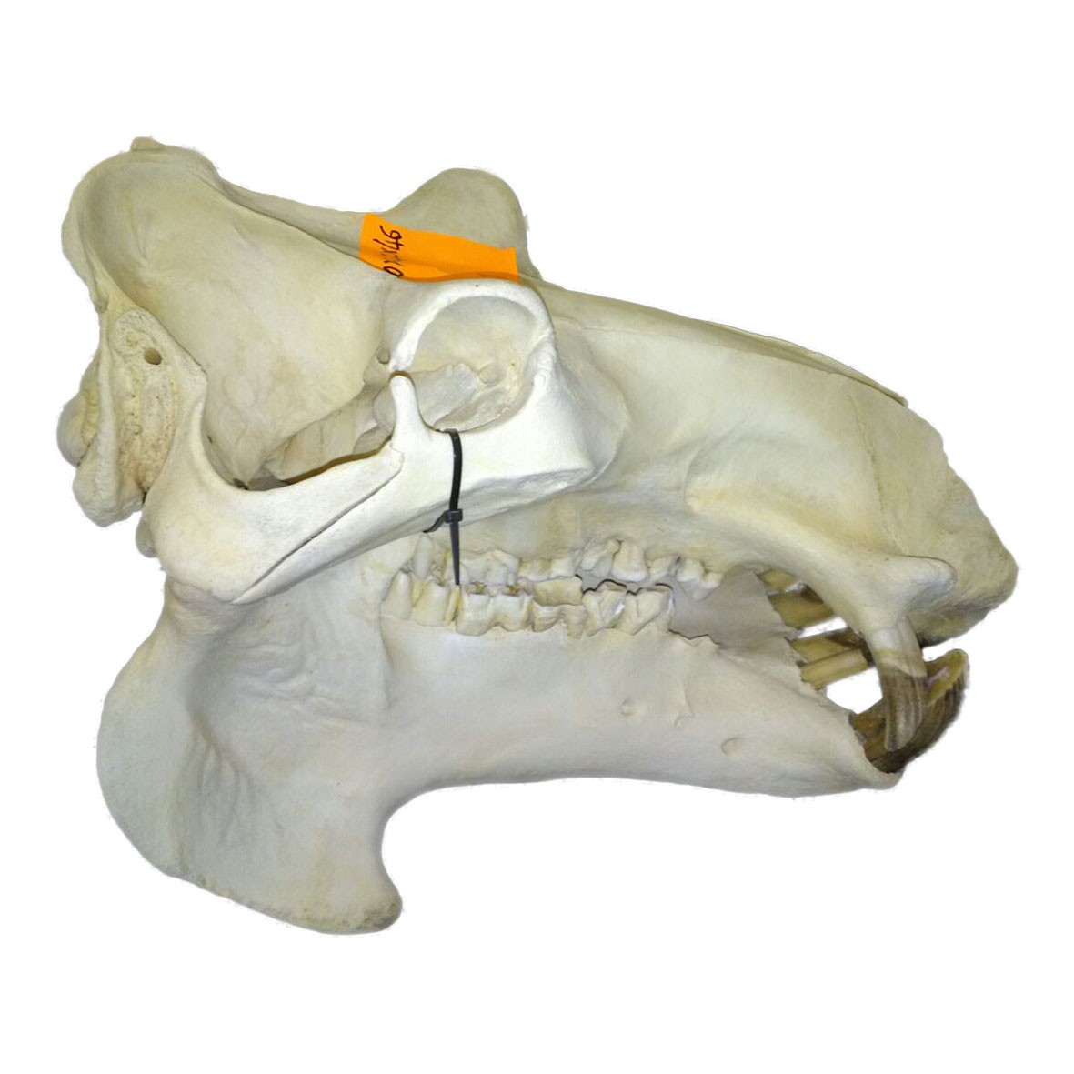 Hippo Skull HS0011 - Image 4