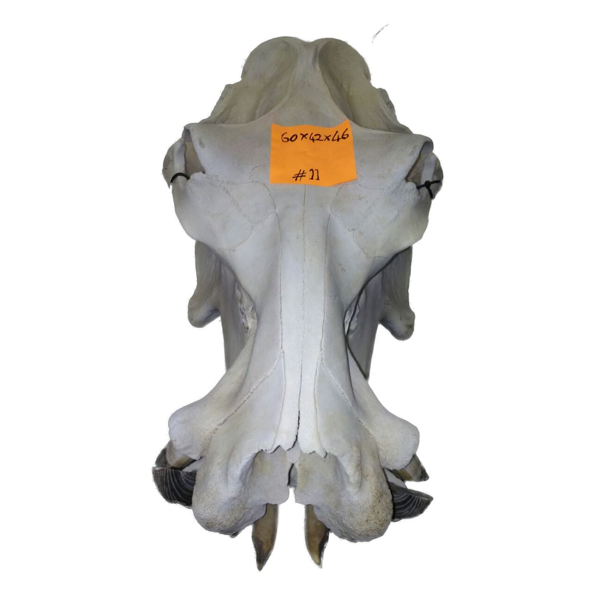 Hippo Skull HS0011 - Image 5