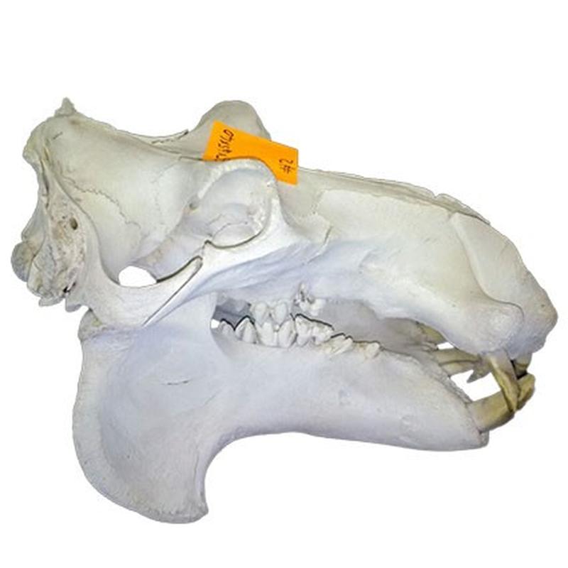 Hippo Skull HS002 - Image 2