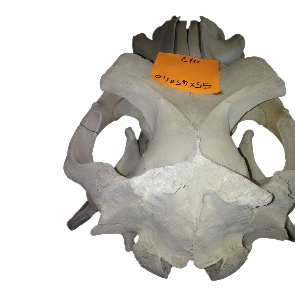 Hippo Skull HS002 - Image 4