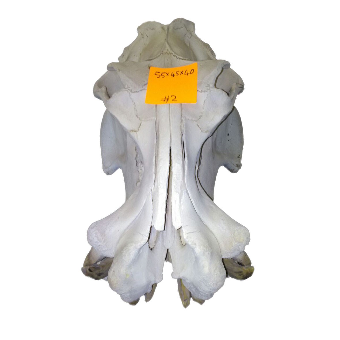 Hippo Skull HS002 - Image 5
